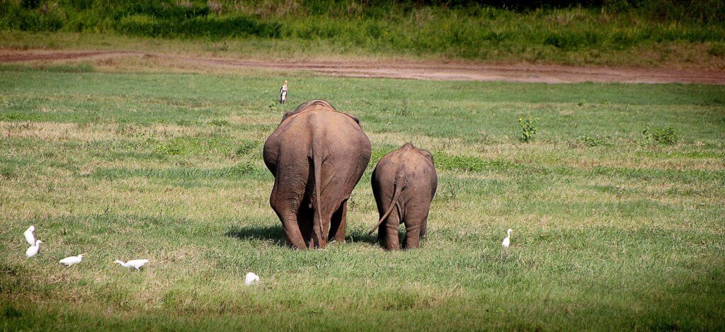 Big Elephant Small Elephant