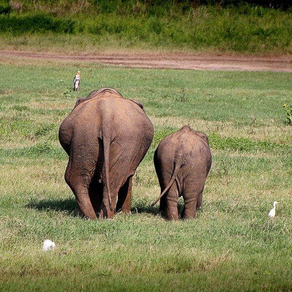 Big Elephant Small Elephant